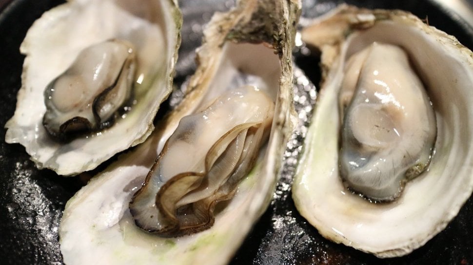 30196-ilustrasi-kerang-pixabayjsbaw1